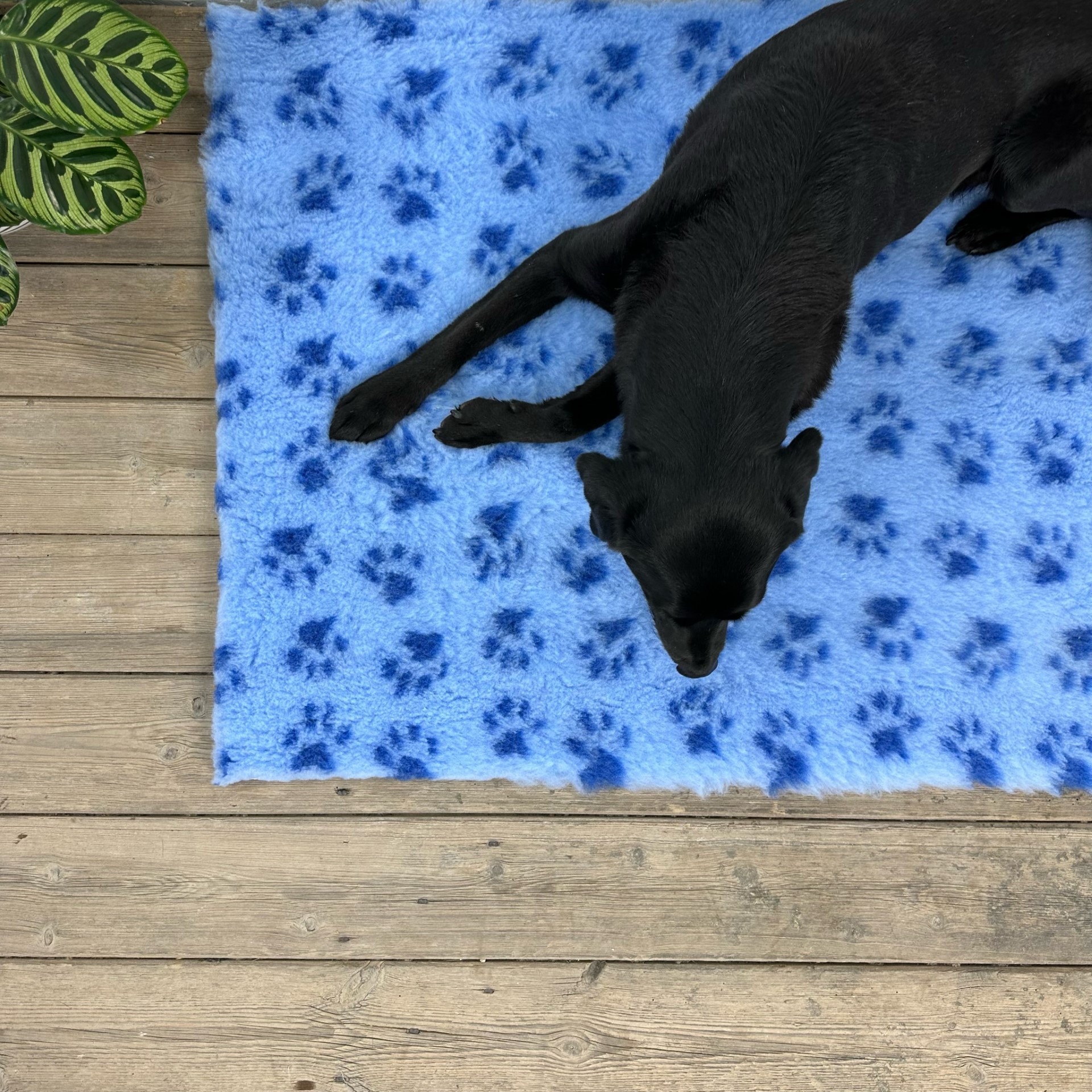 Light Blue Dark Blue Paws high grade Vet Bedding non-slip back bed fleece for pets